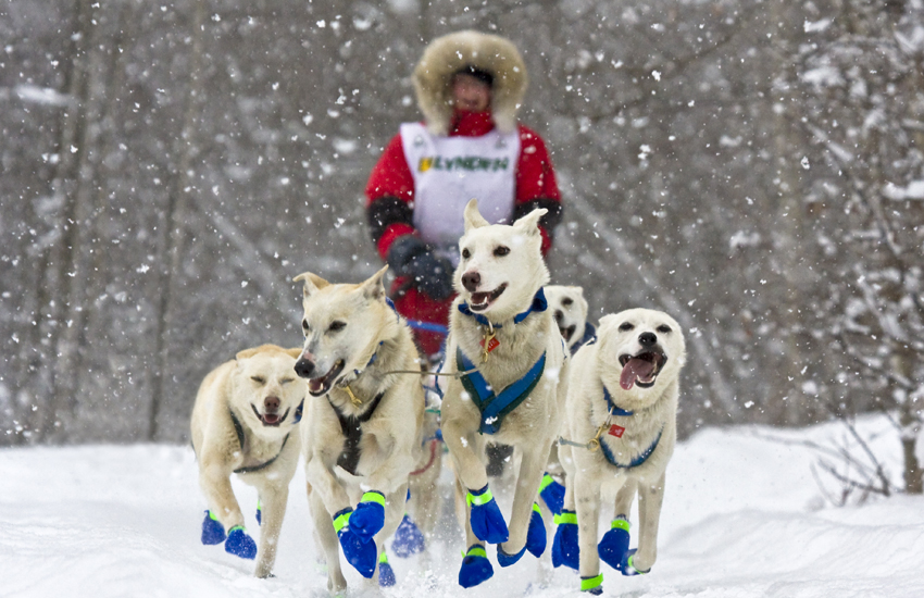 dogsledding
